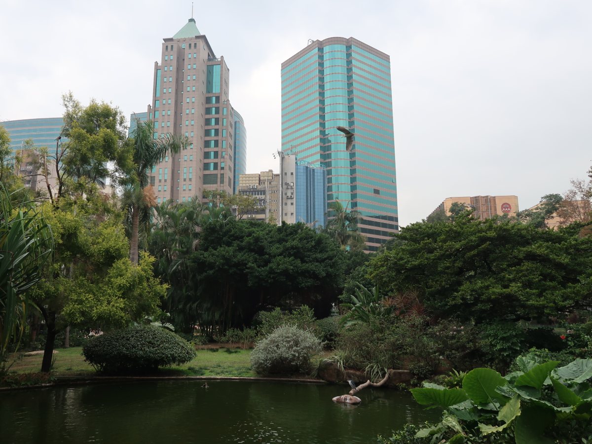 Kowloon park with a lot of green trees and few skyscrapers in the backround